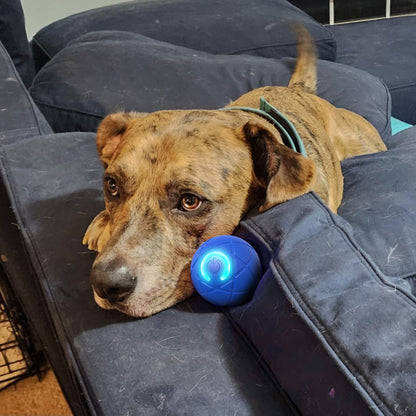 🔥Final 3 Hours: 80% OFF - Pet Bounce Ball for Dogs🐶 & Cats🐱